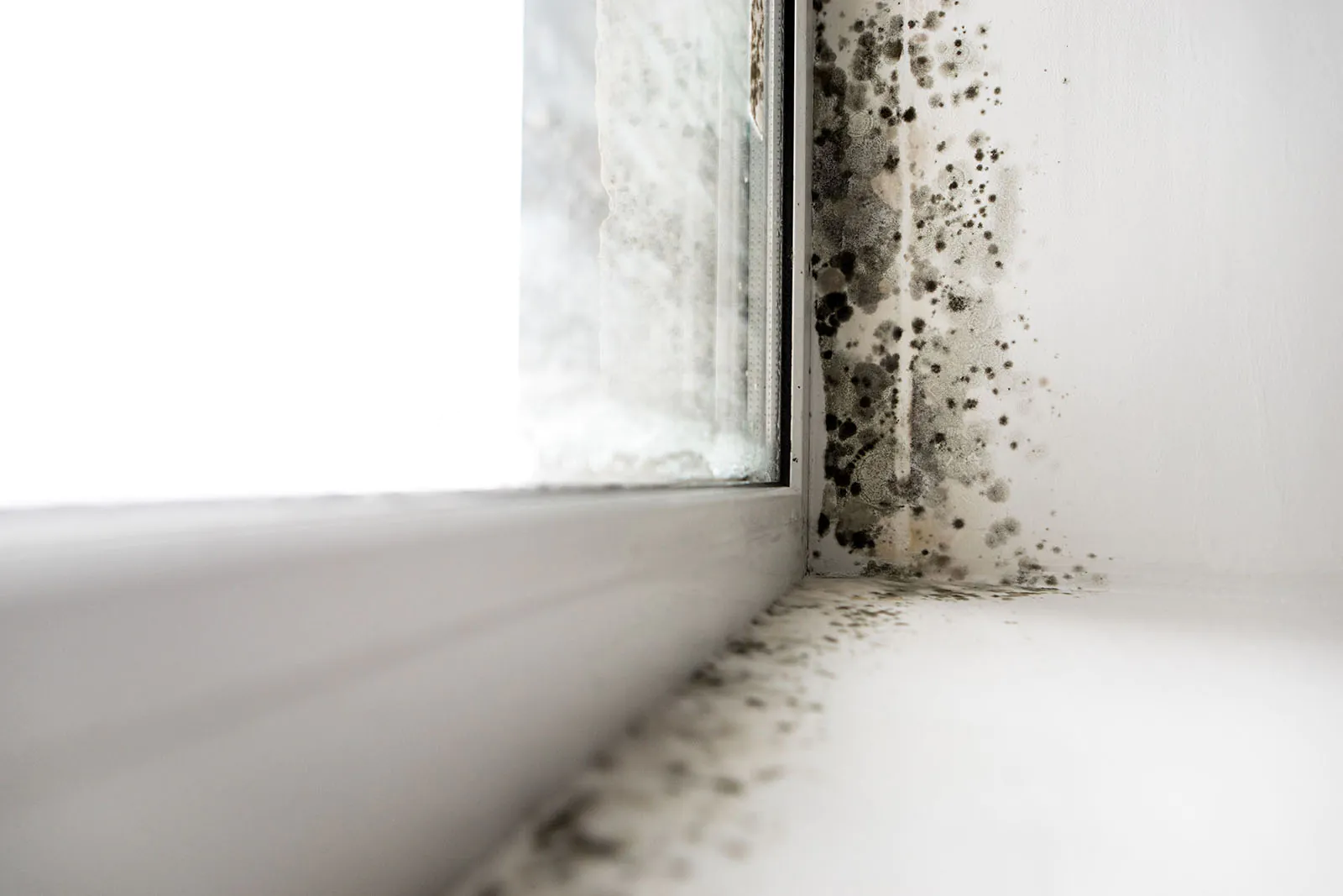Mold growing along window inside home.